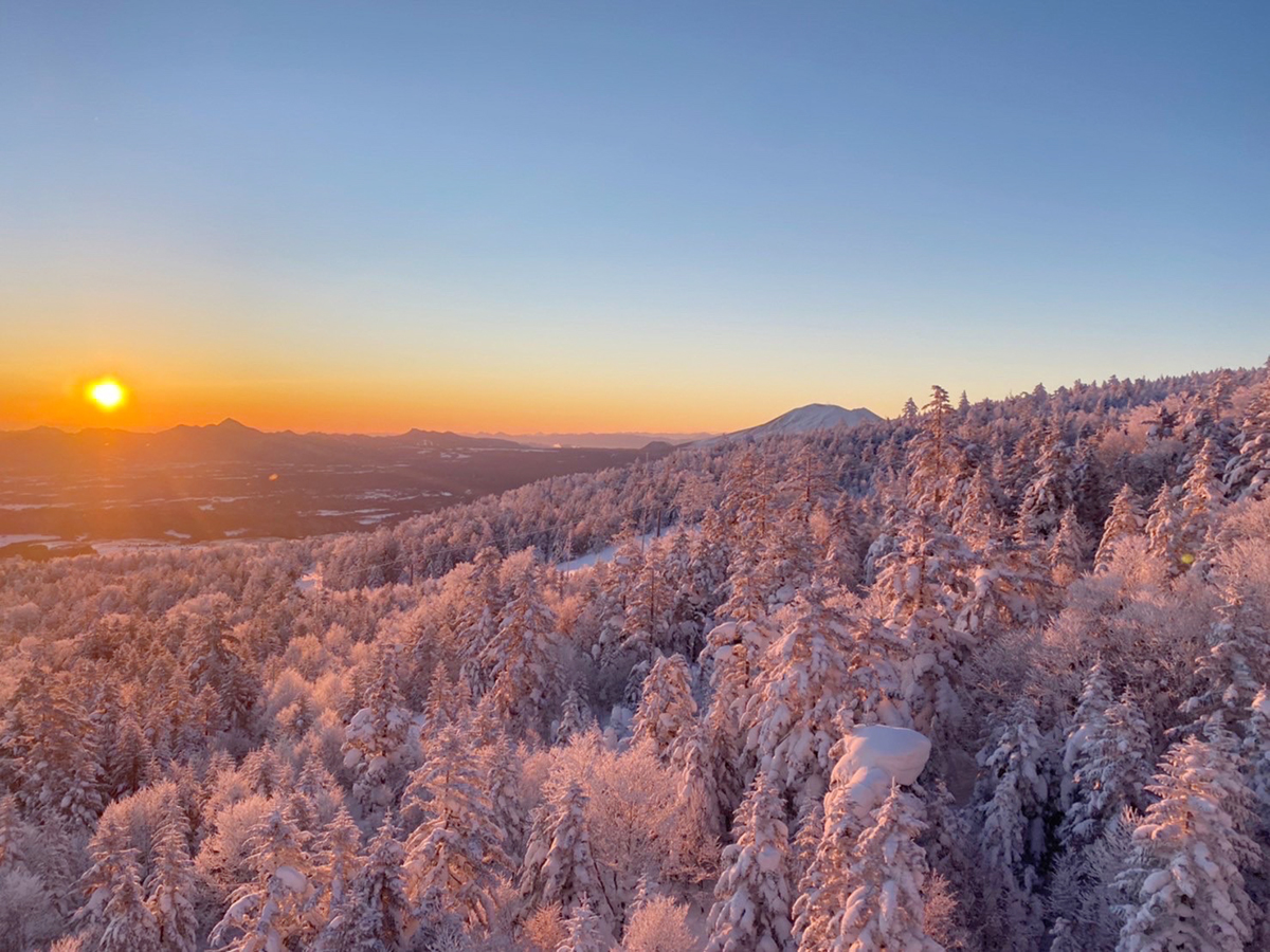 Nature-At-Your-Window